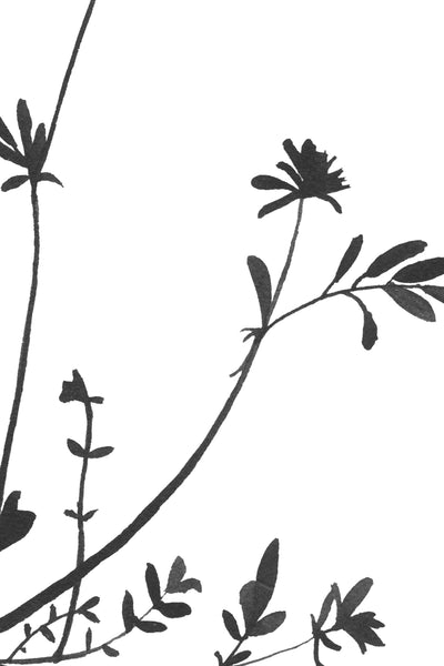 Botanical Specimen no. 4 Print