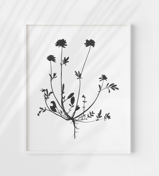 Botanical Specimen no. 4 Print