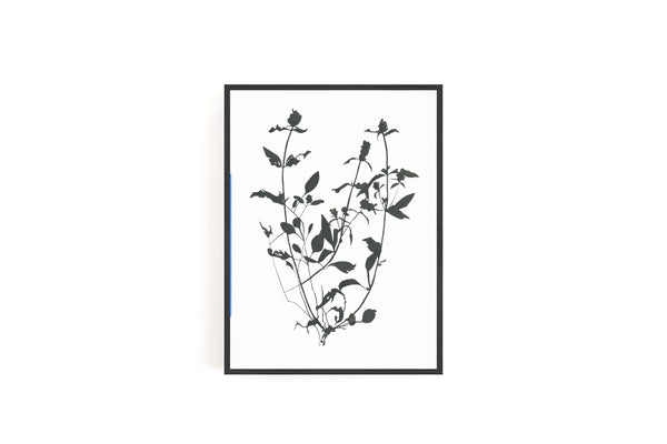 Botanical Specimen no. 1 Print