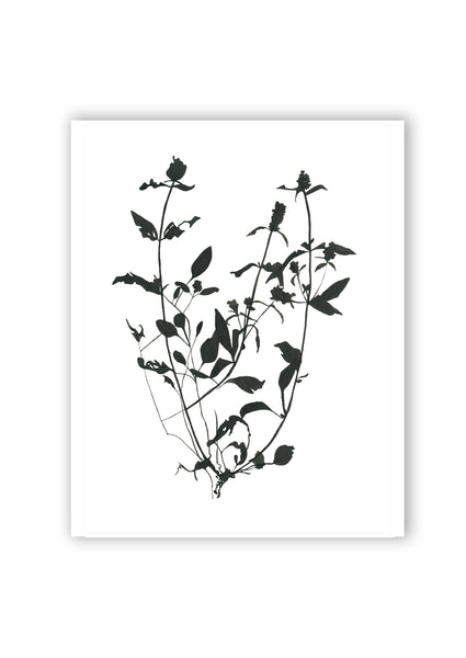 Botanical Specimen no. 1 Print