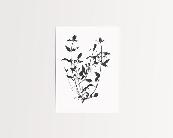 Botanical Specimen no. 1 Print