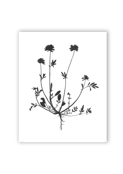 Botanical Specimen no. 4 Print