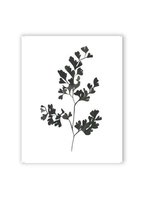 Botanical Specimen no. 3 Print