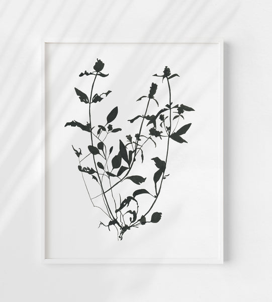 Botanical Specimen no. 1 Print