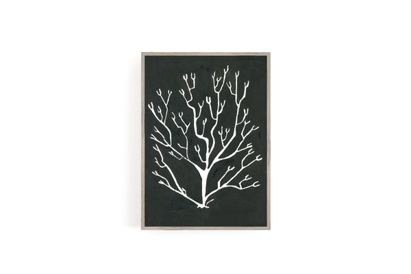 Pressed Seaweed no. 3 Print