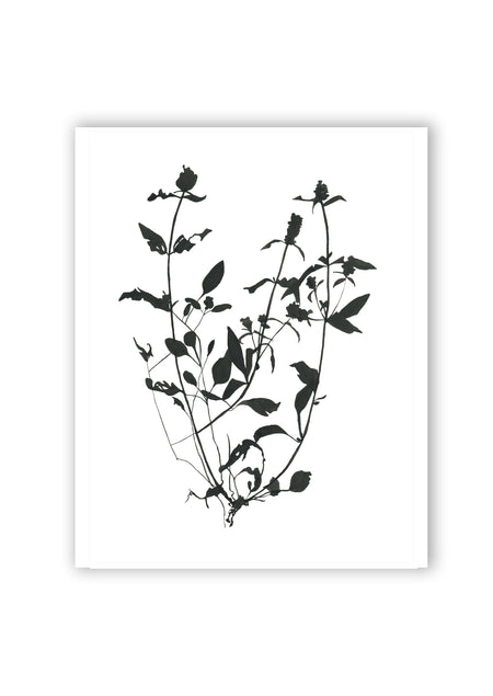 Botanical Specimen no. 4 Print